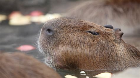 東京 動物園 ランキング: なぜカピバラが一番人気なのか？